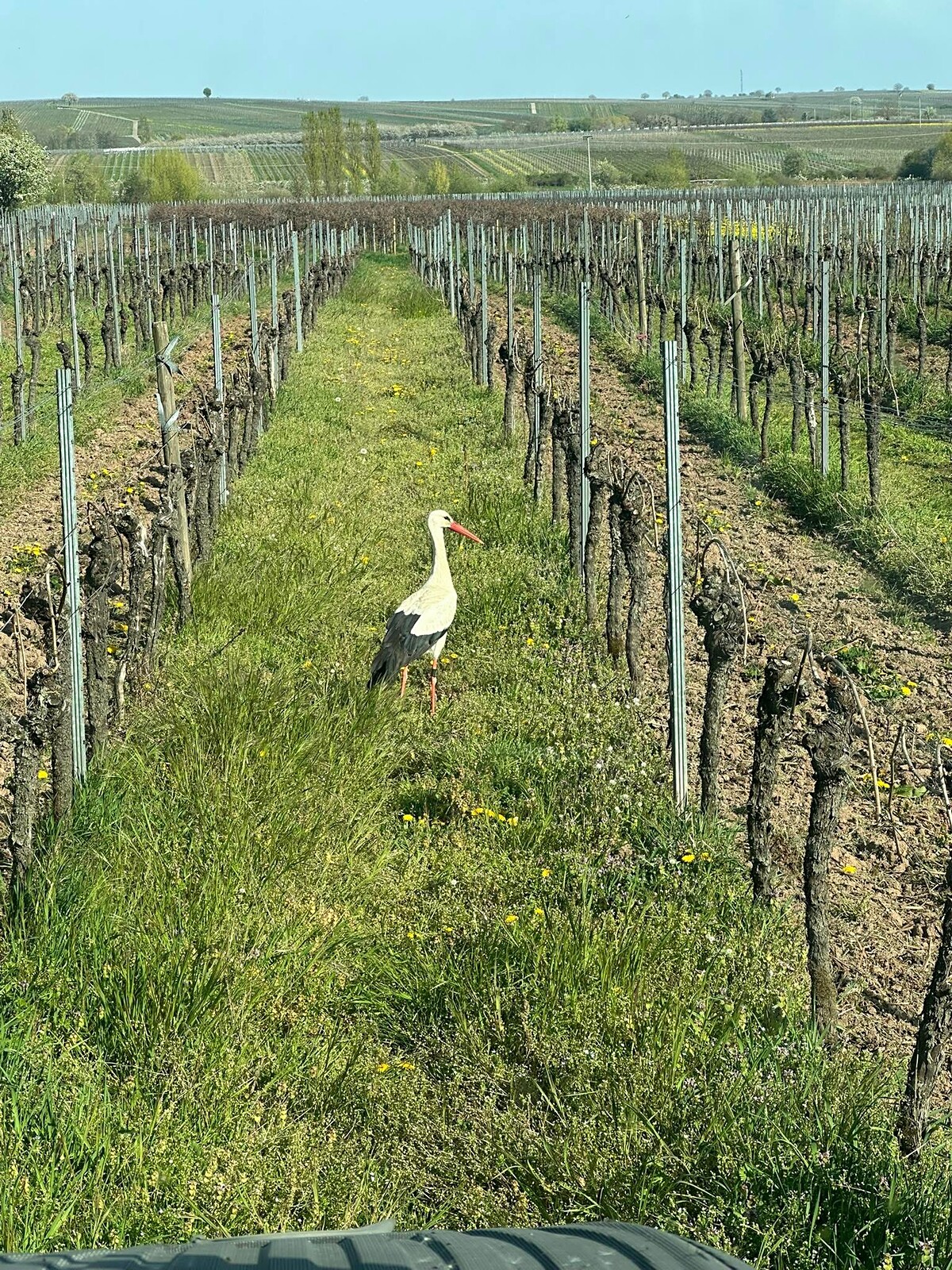 Bild | © Weingut Herrenhof