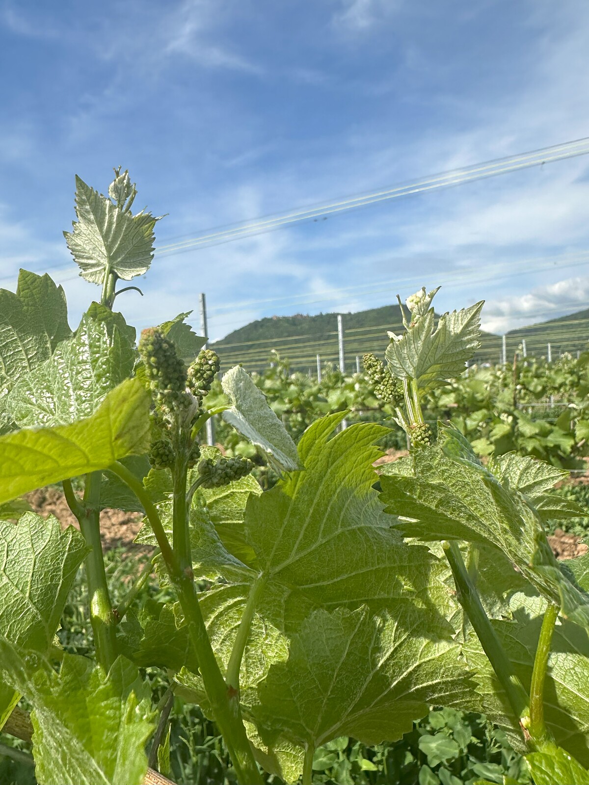 Bild | © Weingut Herrenhof